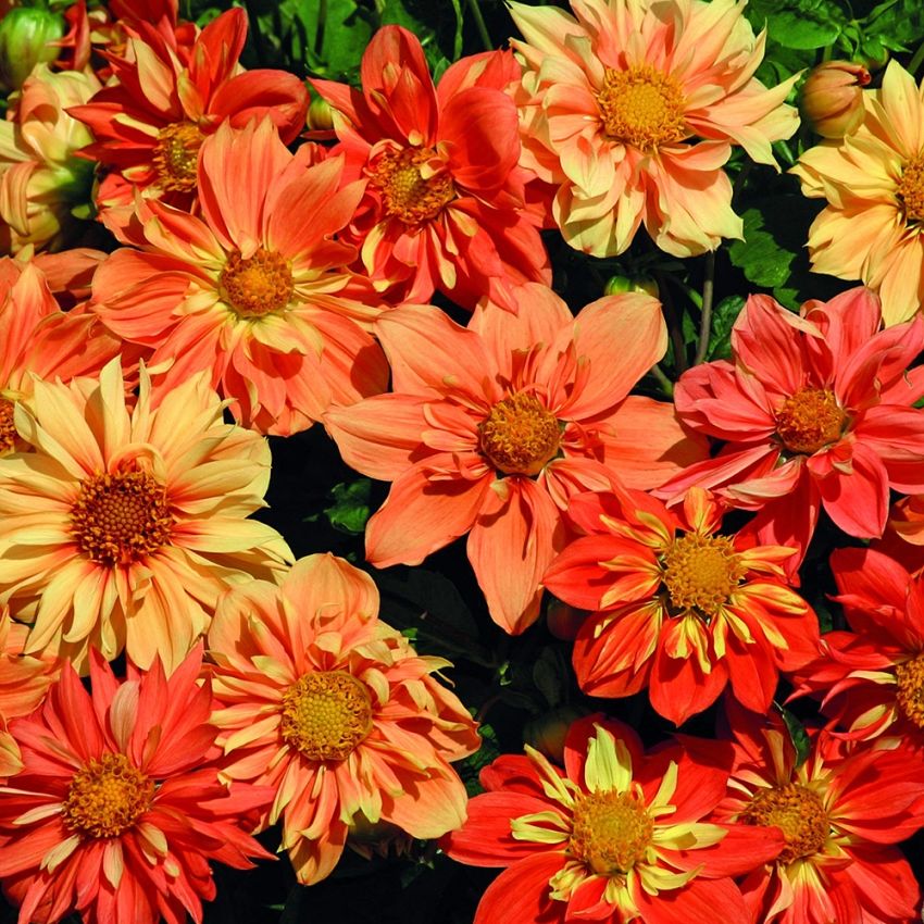 Georgineblanding 'Sunny Reggae' i gruppen Frø / Ettårige blomster hos Impecta Fröhandel (83272)