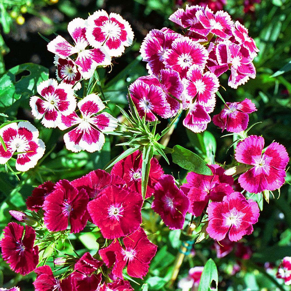 Busknellik 'Summer Beauty' i gruppen Frø / Ettårige blomster hos Impecta Fröhandel (8337)