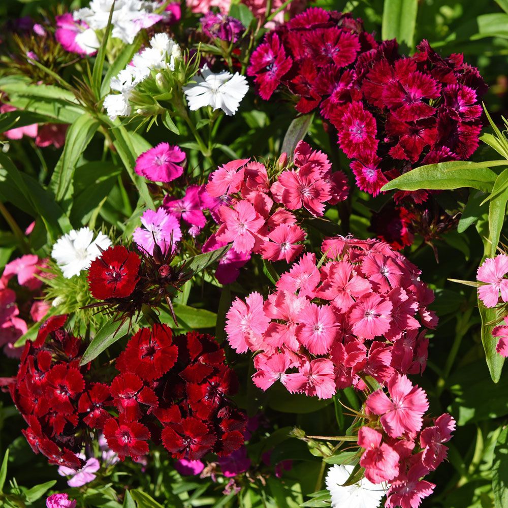 Busknellik F1 'Dash Mixture' i gruppen Frø / Ettårige blomster hos Impecta Fröhandel (83381)