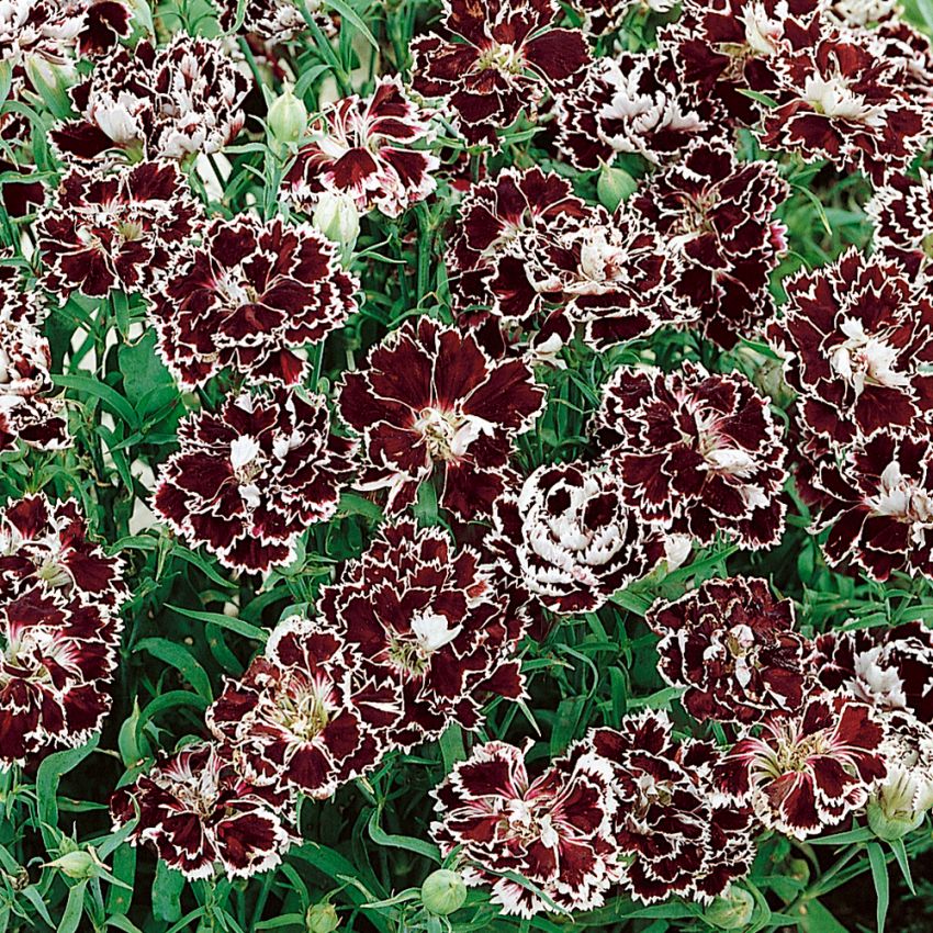 Kinanellik 'Black & White Chianti' i gruppen Frø / Ettårige blomster hos Impecta Fröhandel (8341)