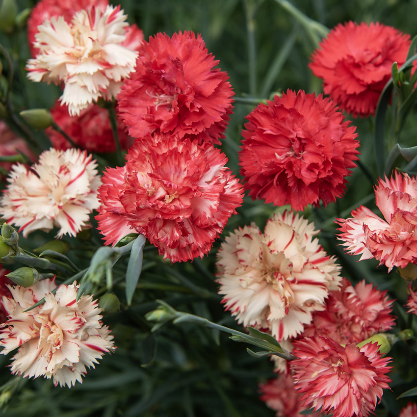 Hagenellik 'Avranchin' i gruppen Frø / Ettårige blomster hos Impecta Fröhandel (8343)