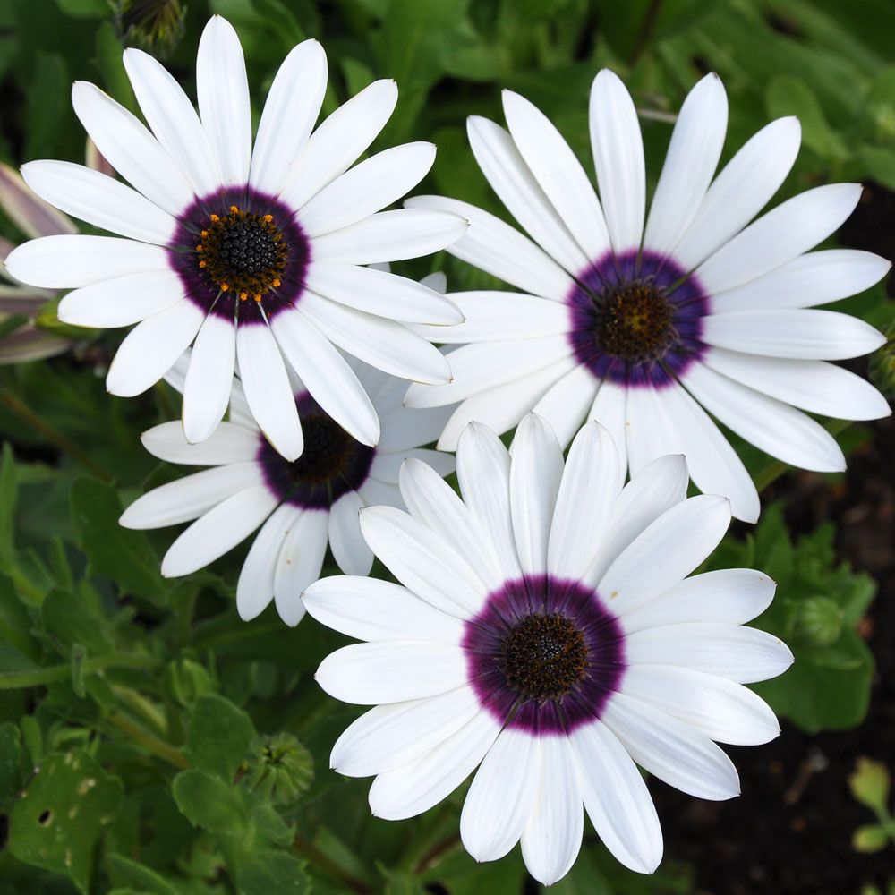 Spåkappblomst 'Tetra Polar Star' i gruppen Frø / Ettårige blomster hos Impecta Fröhandel (8351)