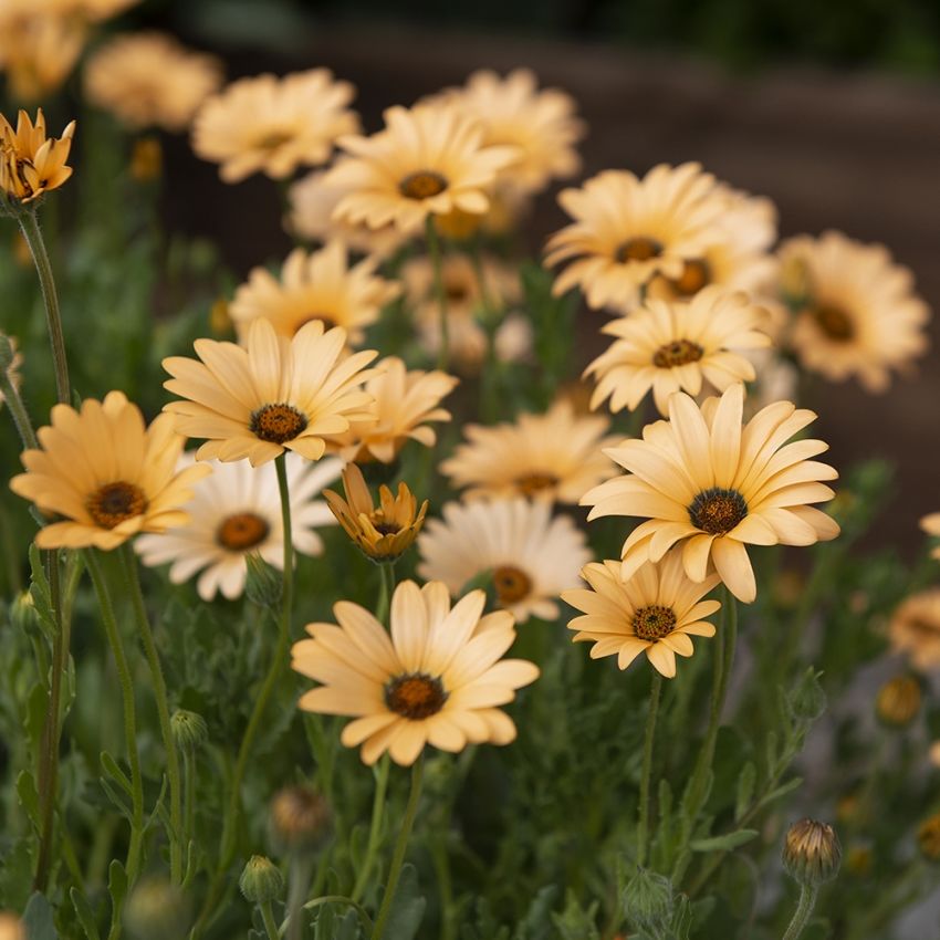 Gullkappblomst 'Queen Salmon' i gruppen Frø / Ettårige blomster hos Impecta Fröhandel (83511)