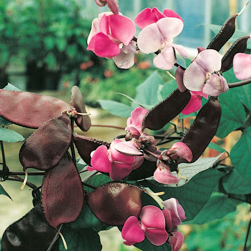 Hjelmbønne i gruppen Frø / Ettårige blomster hos Impecta Fröhandel (8352)