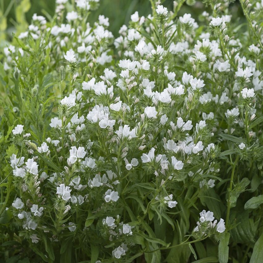 Hageormehode 'White Bedder' i gruppen Frø / Ettårige blomster hos Impecta Fröhandel (83533)
