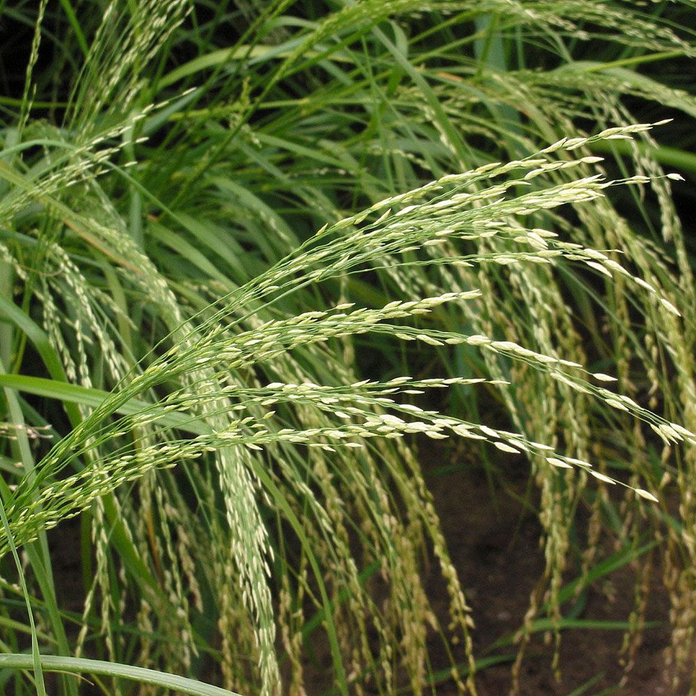 Teff i gruppen Frø / Ettårige blomster hos Impecta Fröhandel (8357)