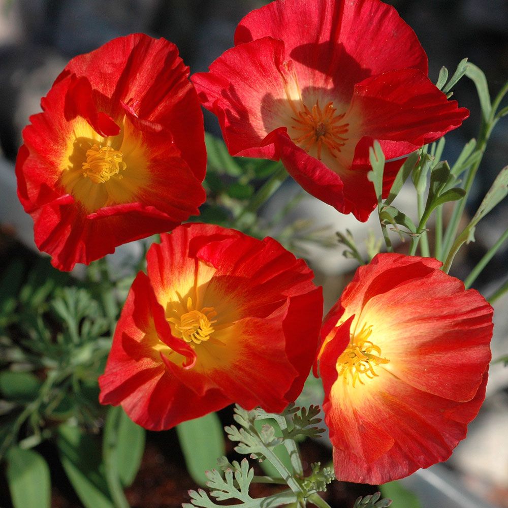 Kaliforniavalmue 'Red Chief' i gruppen Frø / Ettårige blomster hos Impecta Fröhandel (8361)
