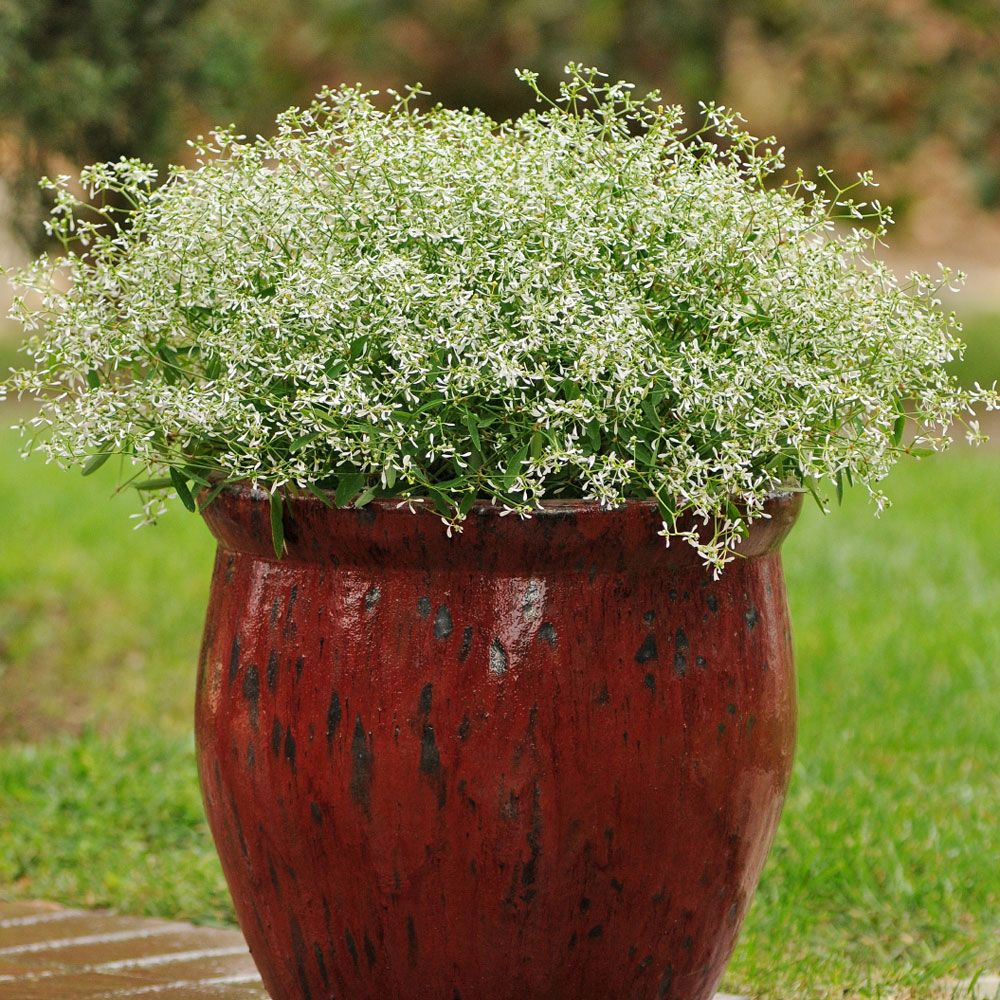 Vortemelk F1 'Glitz' i gruppen Frø / Ettårige blomster hos Impecta Fröhandel (83670)