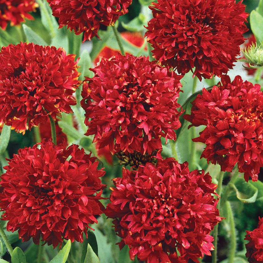 Sommerkokarde 'Red Plume' i gruppen Frø / Ettårige blomster hos Impecta Fröhandel (8371)