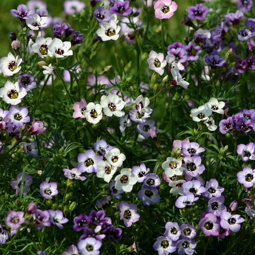 Fugleøje  'Felicitas', Masser af små blomster i hvid, pastelrosa og lavendelblå, alle med et mørkt øje.