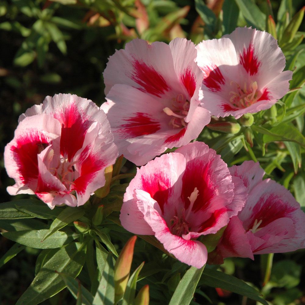 Atlasblomst 'Rembrandt' i gruppen Frø / Ettårige blomster hos Impecta Fröhandel (8385)