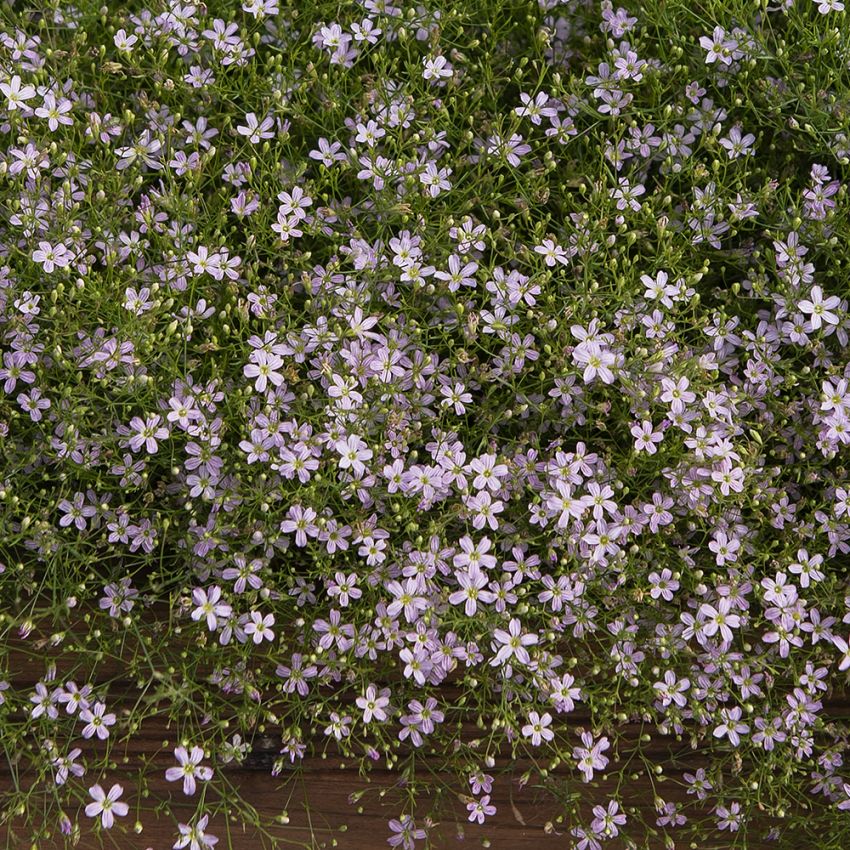 Brudeslør 'Pink Sugardot' i gruppen Frø / Ettårige blomster hos Impecta Fröhandel (84020)