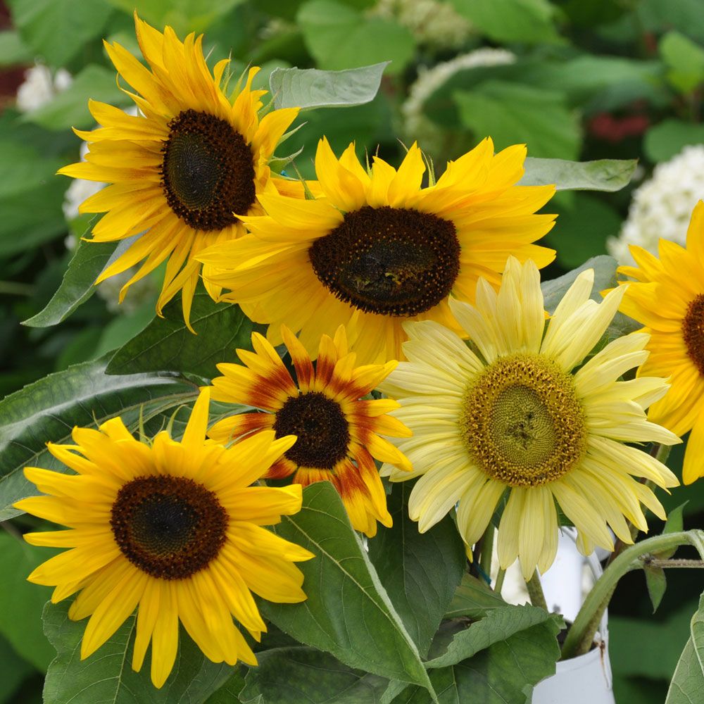 Solsikke 'La Torre' i gruppen Frø / Ettårige blomster hos Impecta Fröhandel (84100)