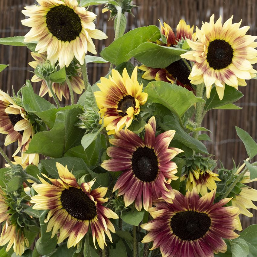 Solsikke 'Summer Lovin', Fin blomsterpragt til store plantekasser og højbede, til friland og til snit.
