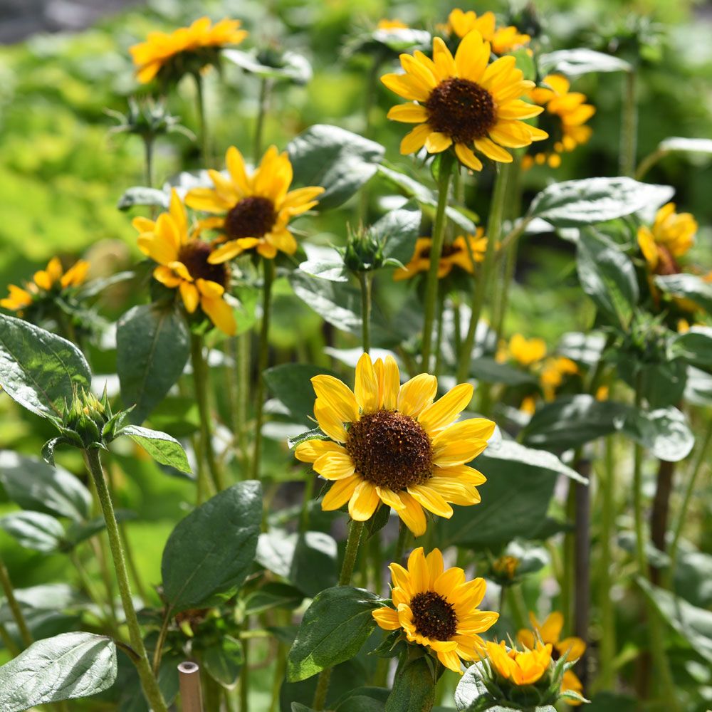 Liten solsikke 'Hella' i gruppen Frø / Ettårige blomster hos Impecta Fröhandel (84161)