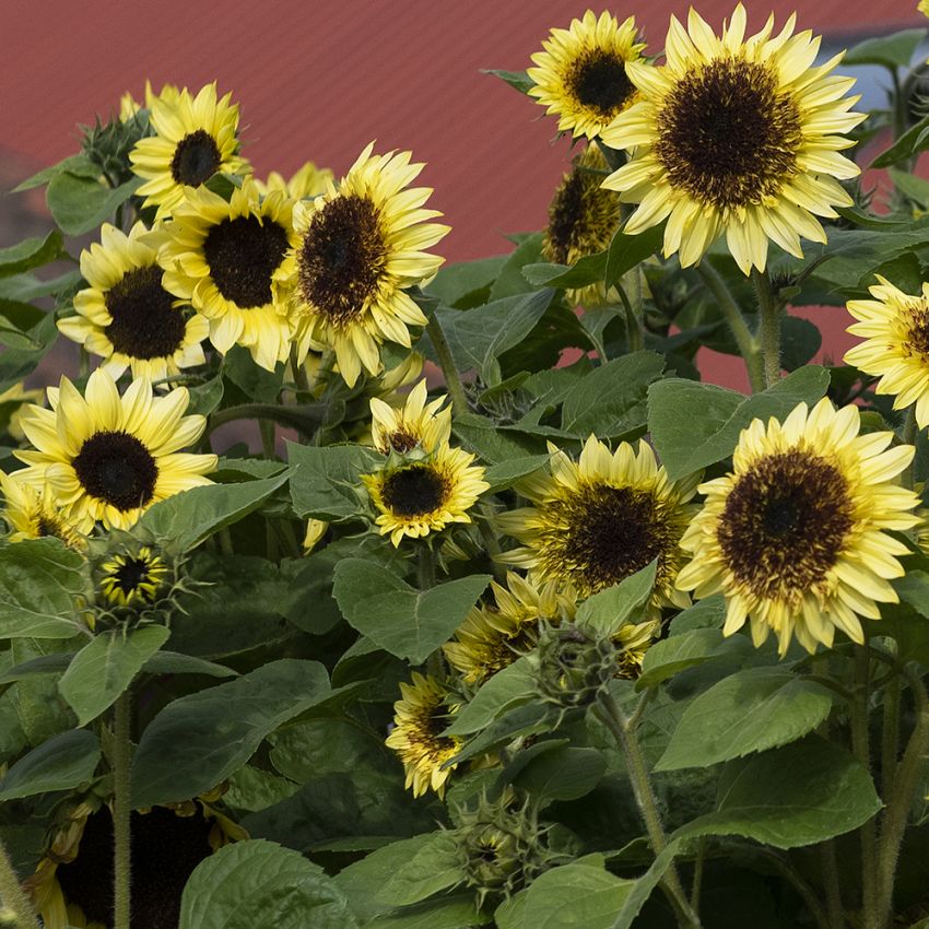 Solsikke 'Primrose' i gruppen Frø / Ettårige blomster hos Impecta Fröhandel (84164)