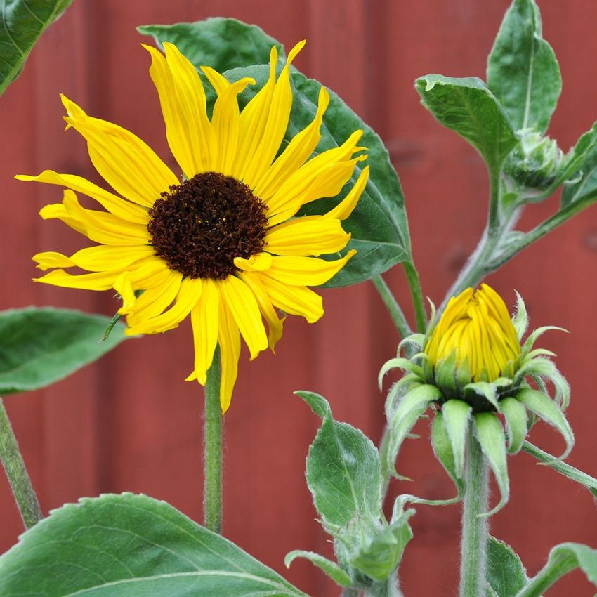 Sølvsolsikke 'Gold & Silver' i gruppen Frø / Ettårige blomster hos Impecta Fröhandel (84220)
