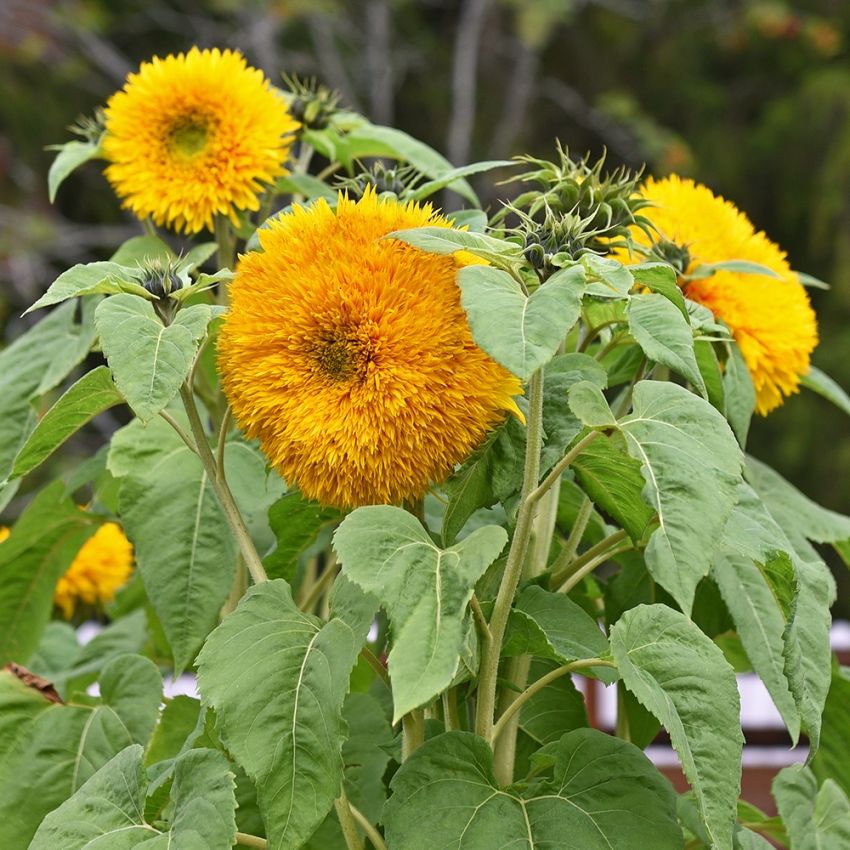 Fylt solsikke 'Double Sunking' i gruppen Frø / Ettårige blomster hos Impecta Fröhandel (84281)