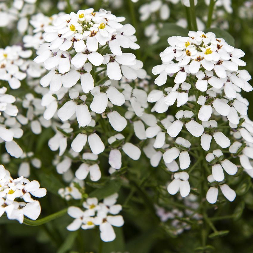 Prydsløyfe ''White Pinnacle''
