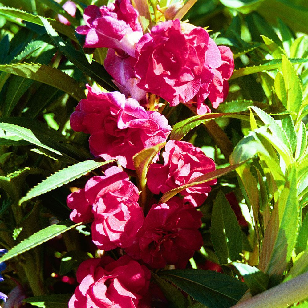 Lisespringfrø 'Scarlet Favourite' i gruppen Frø / Ettårige blomster hos Impecta Fröhandel (8442)