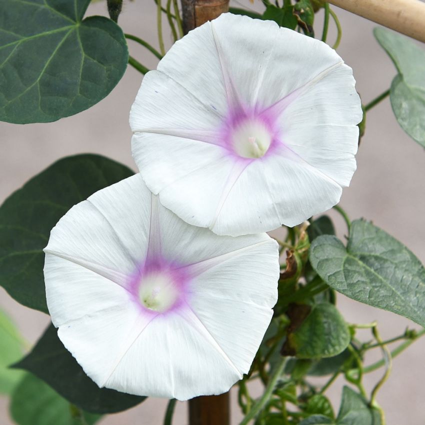 Purpurpraktvindel 'Dolce Vita' i gruppen Frø / Ettårige blomster hos Impecta Fröhandel (84525)