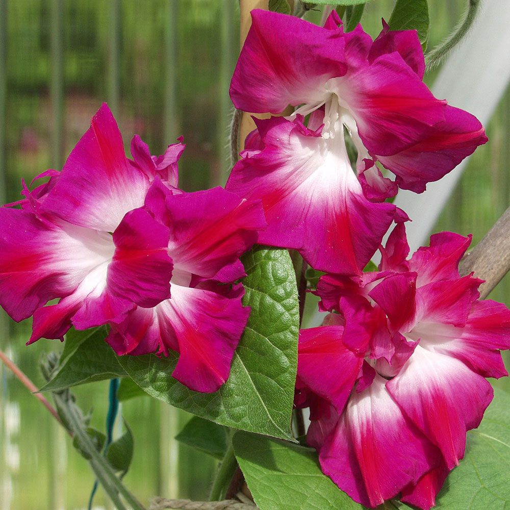 Keiservindel 'Sunrise Serenade' i gruppen Frø / Ettårige blomster hos Impecta Fröhandel (8454)