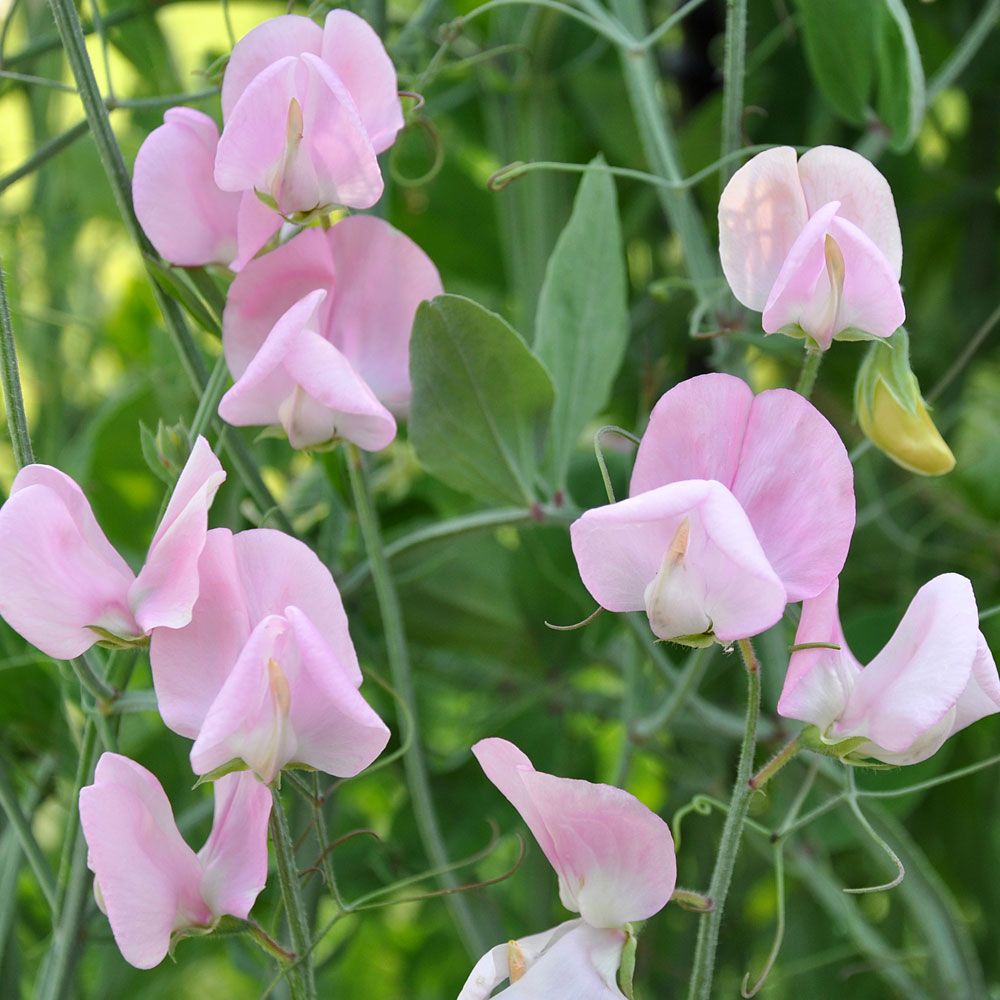 Blomsterert 'Old Spice Janet Scott' i gruppen Frø / Ettårige blomster hos Impecta Fröhandel (84761)