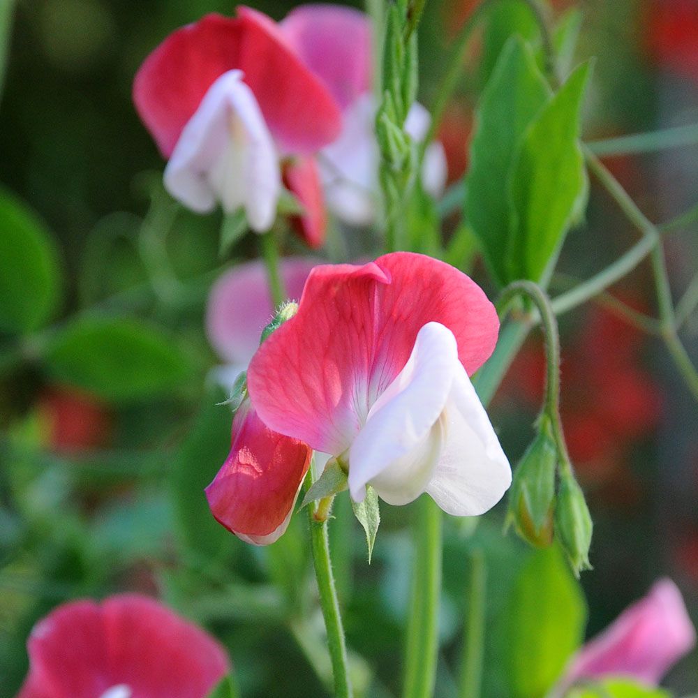 Blomsterert 'Old Spice Painted Lady' i gruppen Frø / Ettårige blomster hos Impecta Fröhandel (84841)