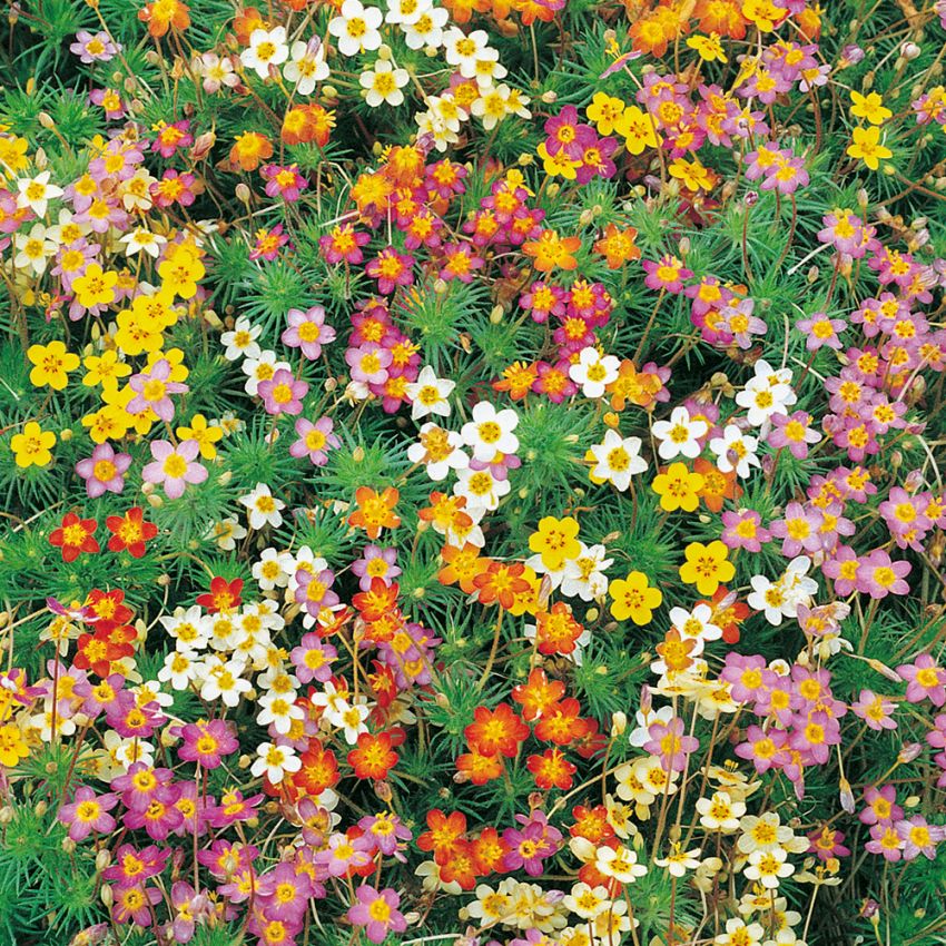 Nellikflokk 'Confetti' i gruppen Frø / Ettårige blomster hos Impecta Fröhandel (8495)