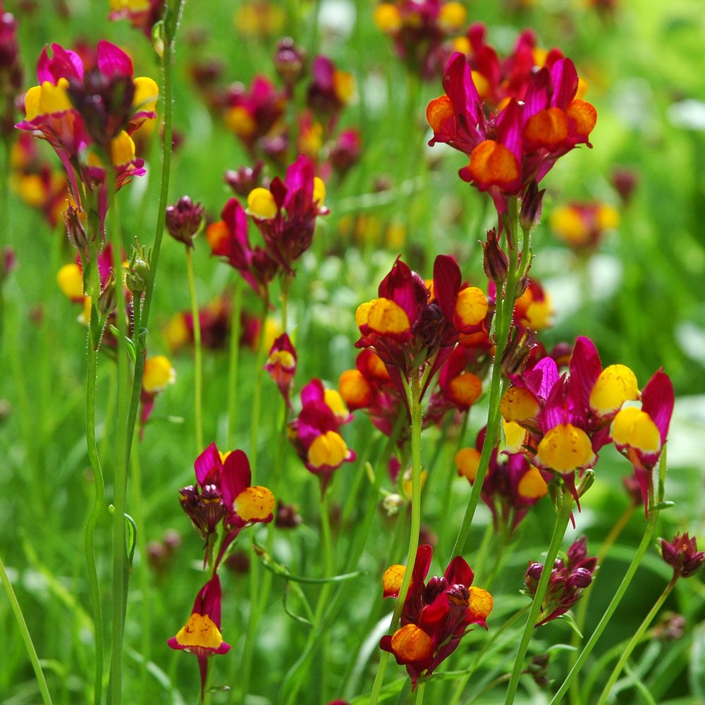 Torskemunn 'Flamenco' i gruppen Frø / Ettårige blomster hos Impecta Fröhandel (8497)