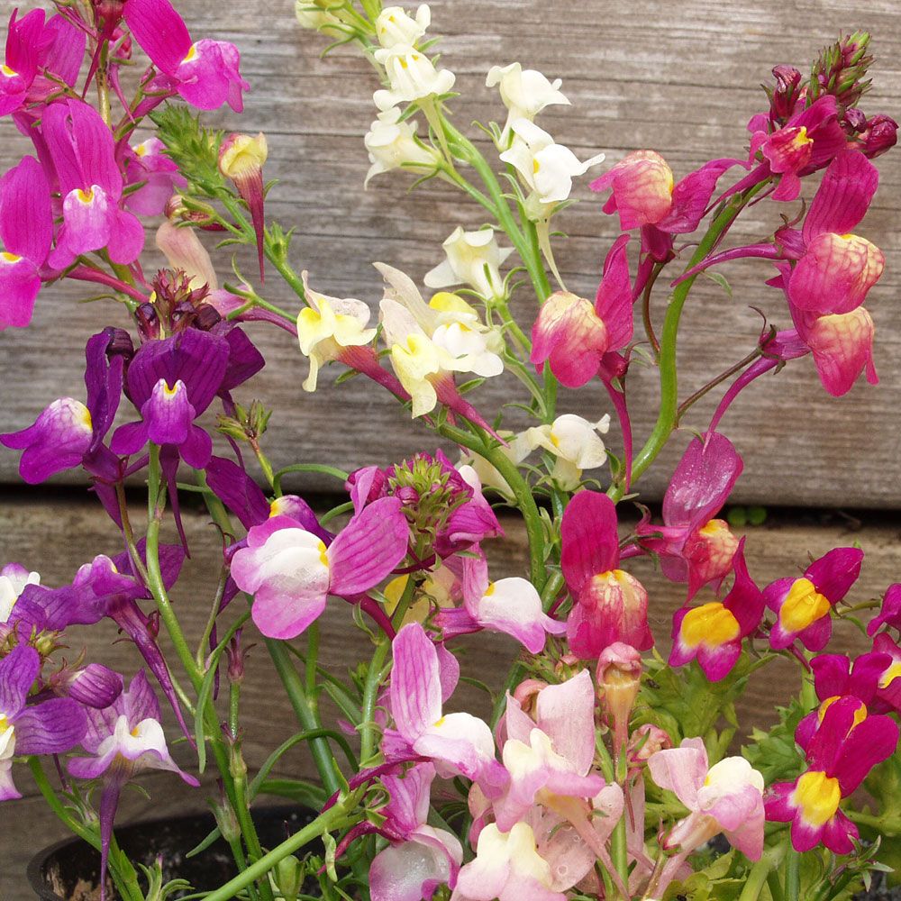 Torskemunn 'Fairy Bouquet' i gruppen Frø / Ettårige blomster hos Impecta Fröhandel (8498)