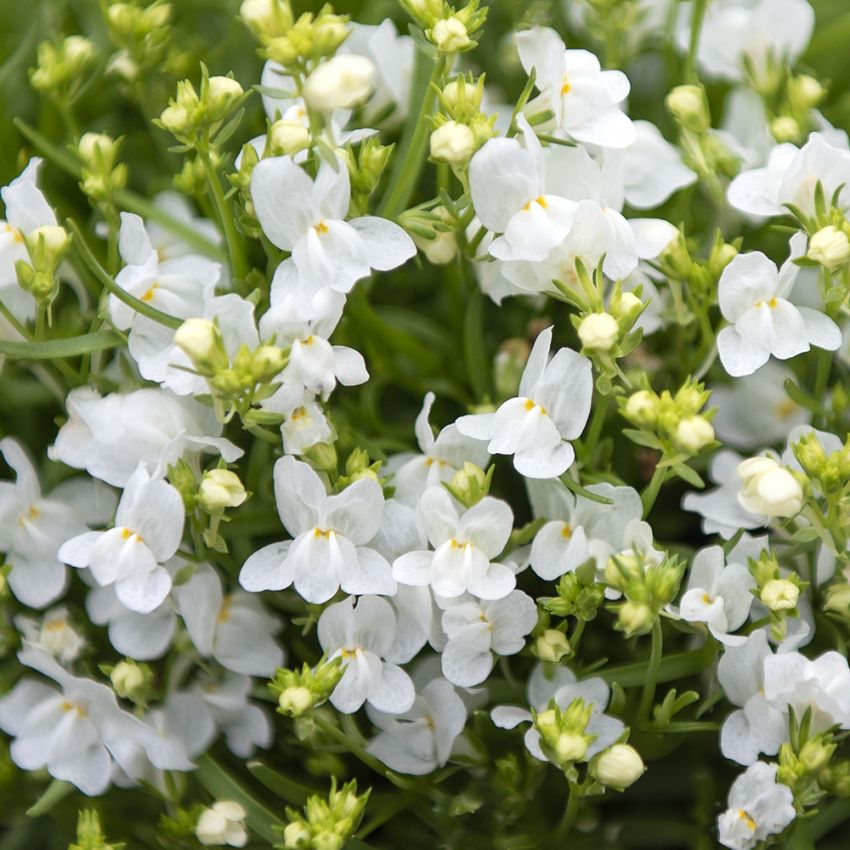 Torskemunn ''Fantasista White''