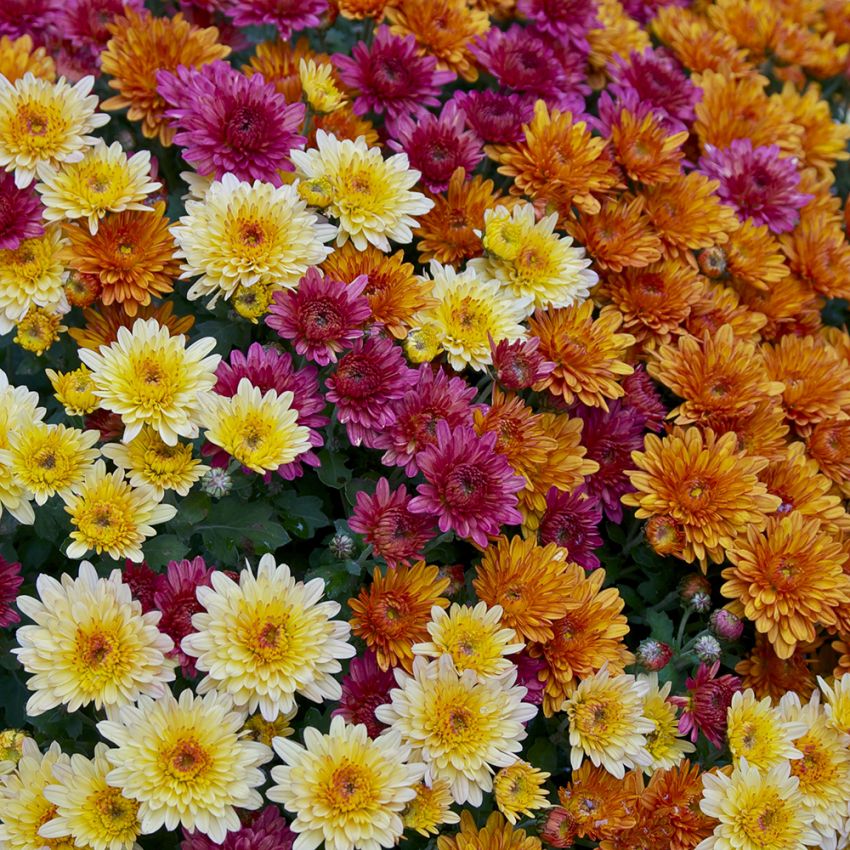 Krysantemum i gruppen Frø / Ettårige blomster hos Impecta Fröhandel (85)