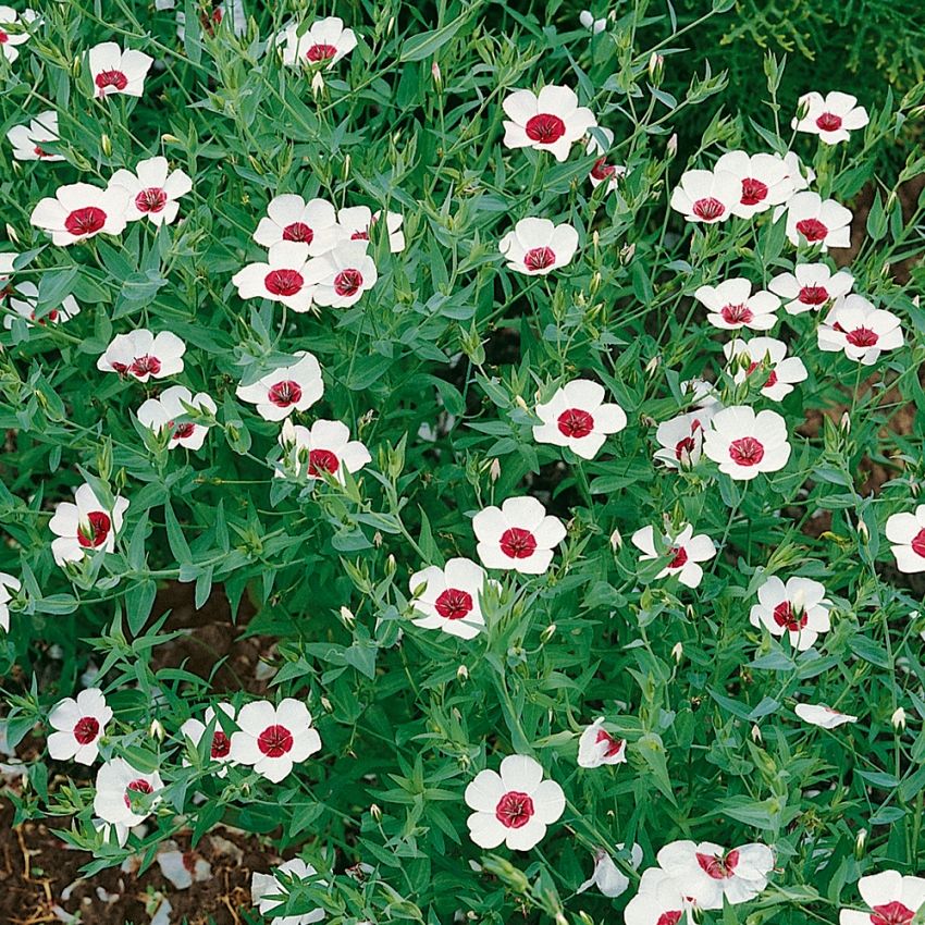 Rødlin 'Bright Eyes' i gruppen Frø / Ettårige blomster hos Impecta Fröhandel (8501)