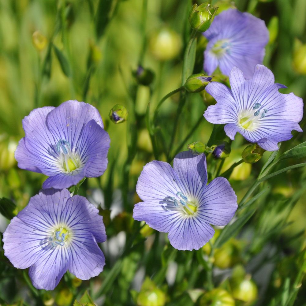 Rødlin 'Blue Dress' i gruppen Frø / Ettårige blomster hos Impecta Fröhandel (85030)