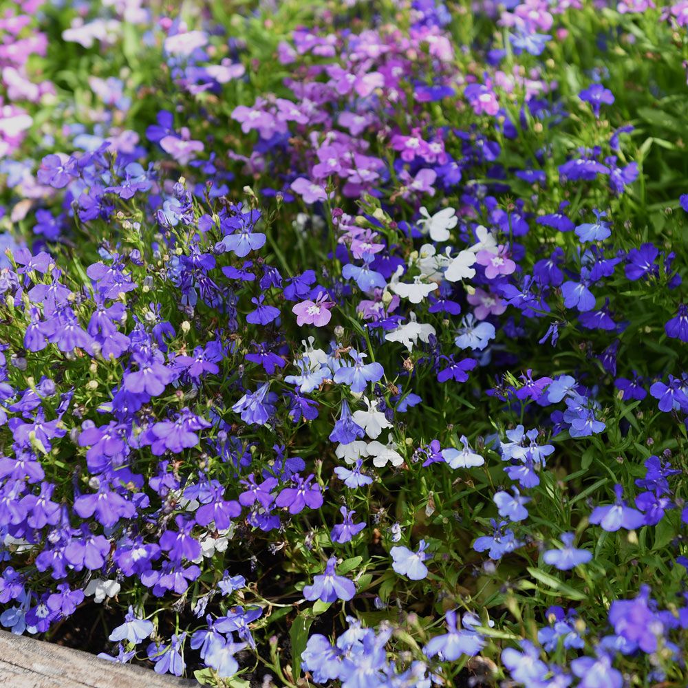 Kantlobelia 'Mix Palace' i gruppen Frø / Ettårige blomster hos Impecta Fröhandel (85130)