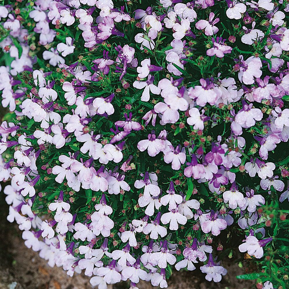 Kantlobelia 'Riviera Blue Splash' i gruppen Frø / Ettårige blomster hos Impecta Fröhandel (8514)