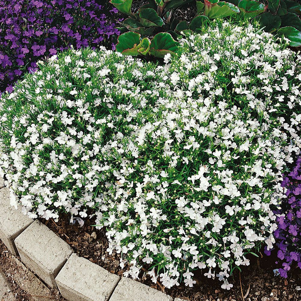 Kantlobelia 'White Lady' i gruppen Frø / Ettårige blomster hos Impecta Fröhandel (8518)