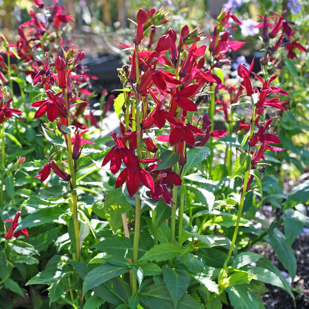 Praktlobelia F1 'Fan Burgundy' i gruppen Frø / Ettårige blomster hos Impecta Fröhandel (8522)