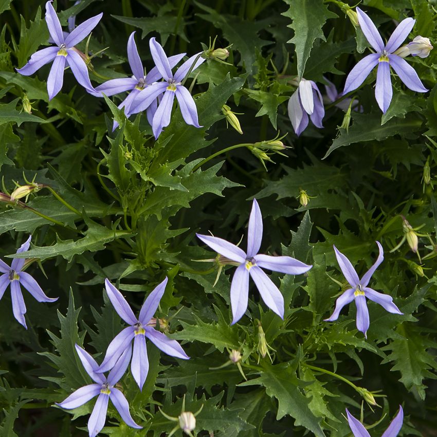 Stjernelobelia F1 'Gemini Blue' i gruppen Frø / Ettårige blomster hos Impecta Fröhandel (85220)