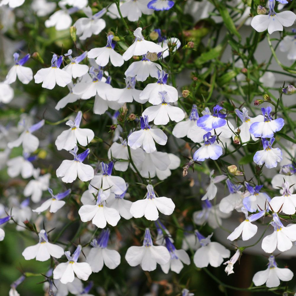 Hengelobelia 'Regatta Blue Splash' i gruppen Frø / Ettårige blomster hos Impecta Fröhandel (85242)