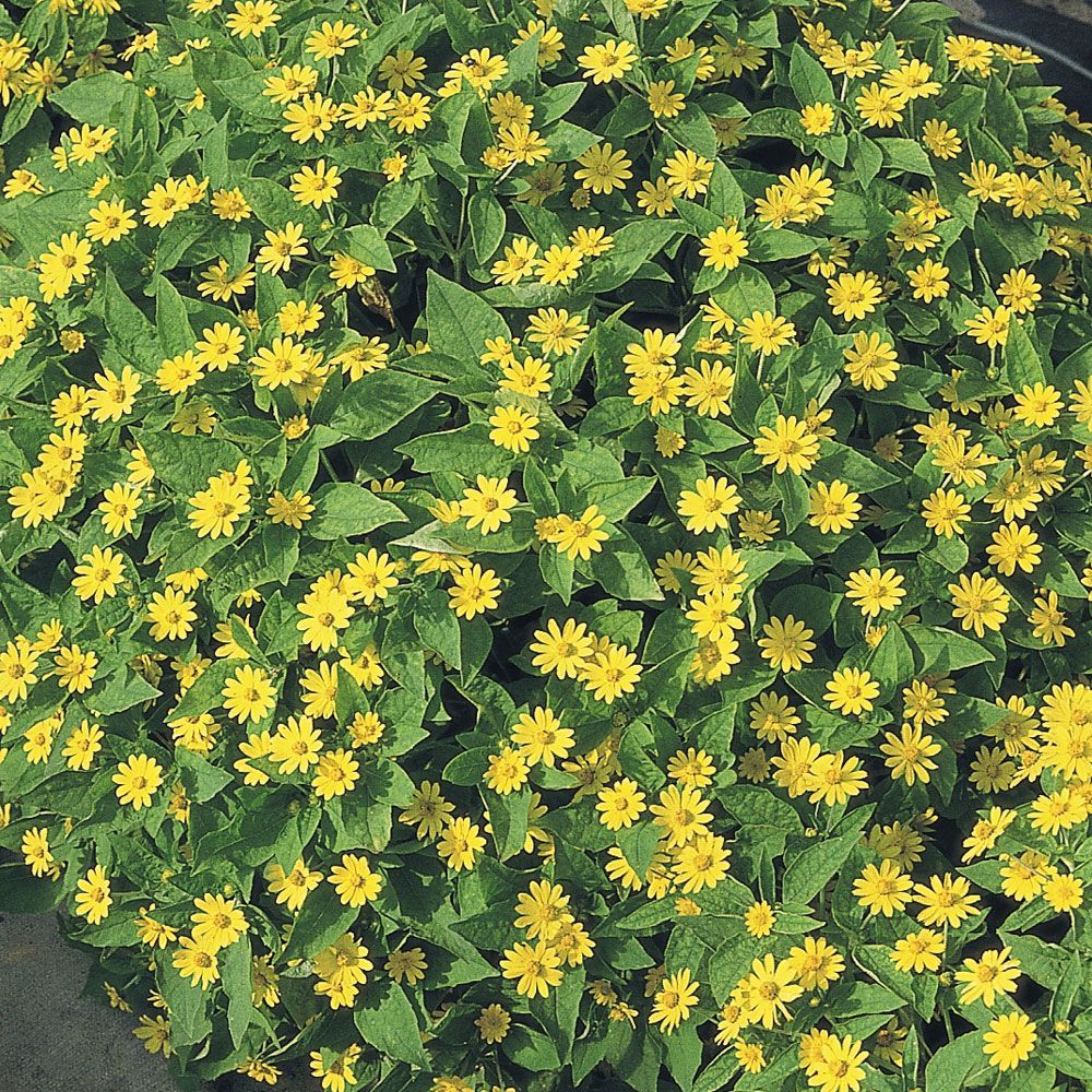 Medaljongblomster 'Showstar' i gruppen Frø / Ettårige blomster hos Impecta Fröhandel (85281)