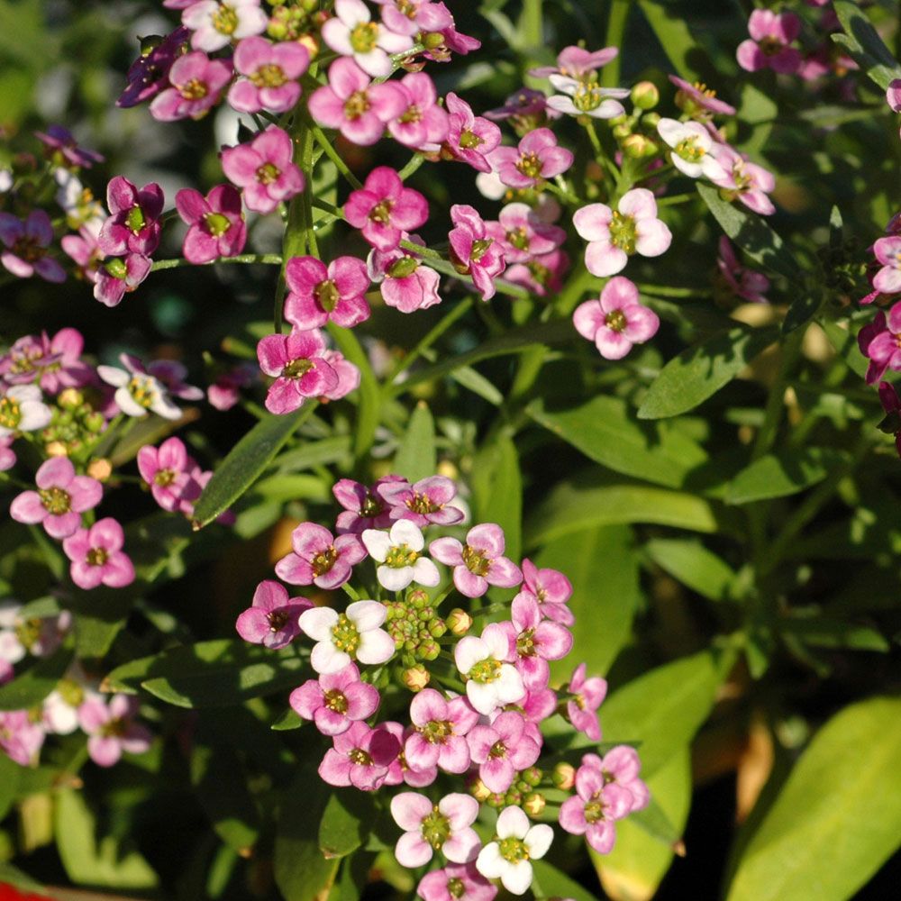 Silkedodre 'Rosie O'Day' i gruppen Frø / Ettårige blomster hos Impecta Fröhandel (8529)