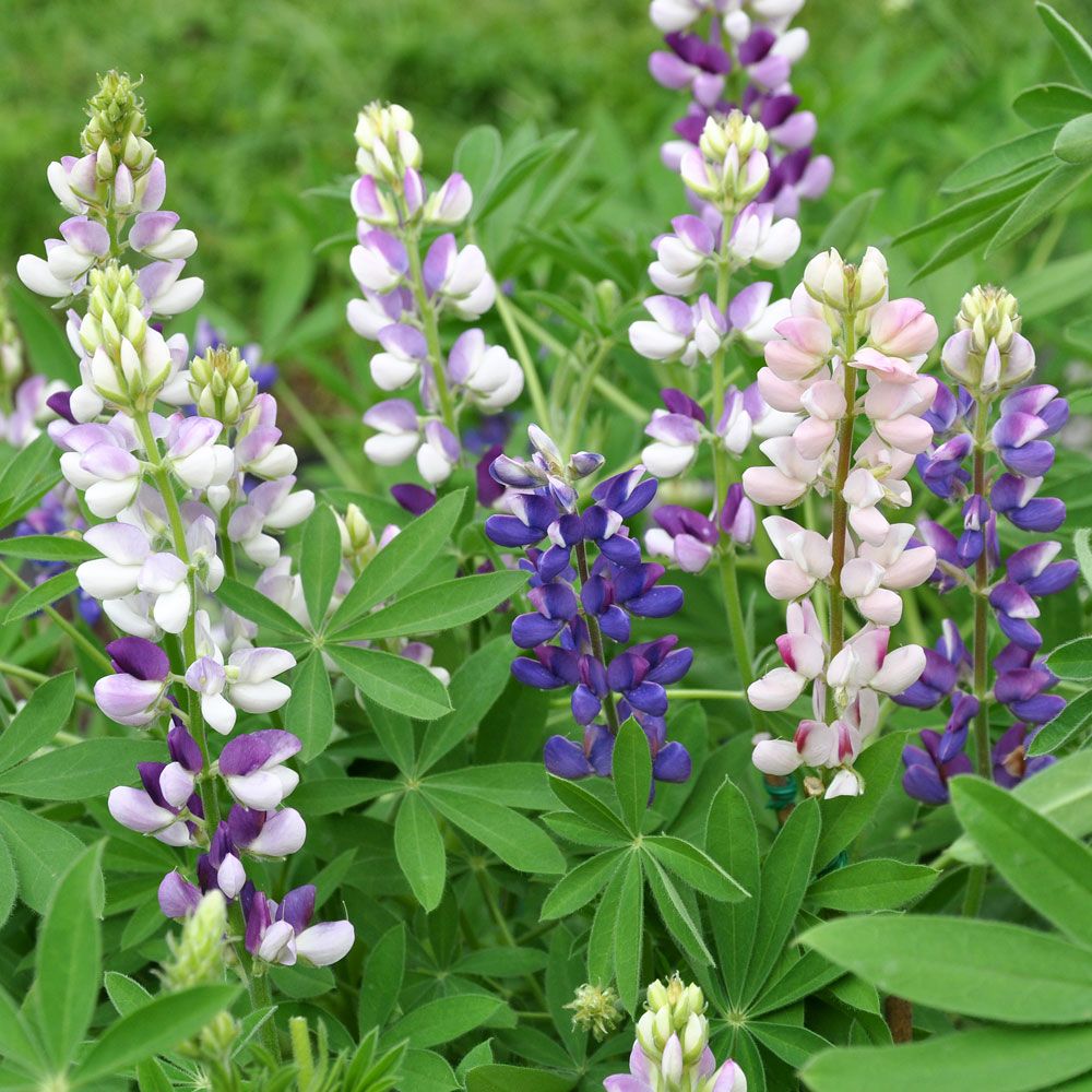 Ull-lupin i gruppen Frø / Ettårige blomster hos Impecta Fröhandel (8530)