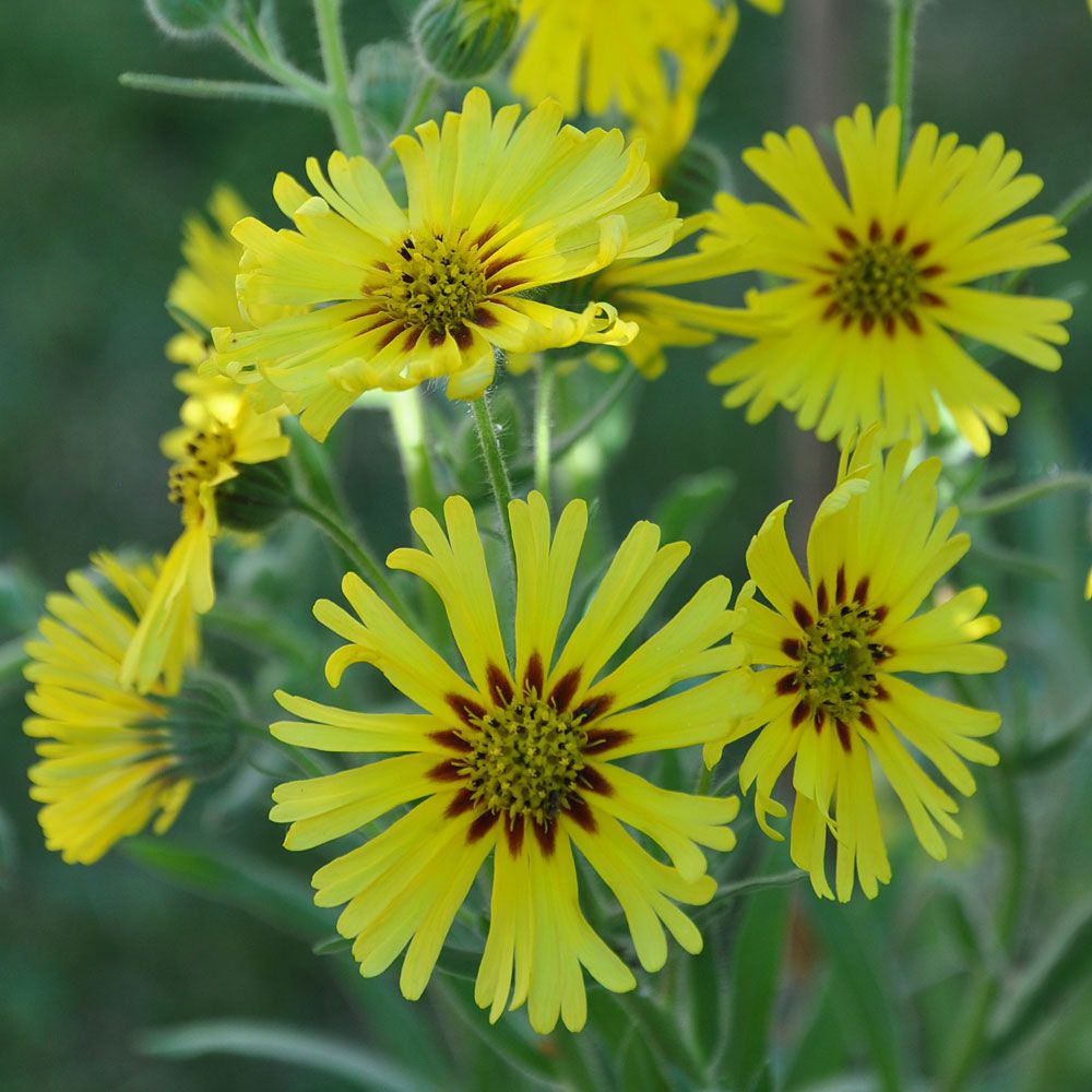 Madia 'Swirly Sue' i gruppen Frø / Ettårige blomster hos Impecta Fröhandel (8537)