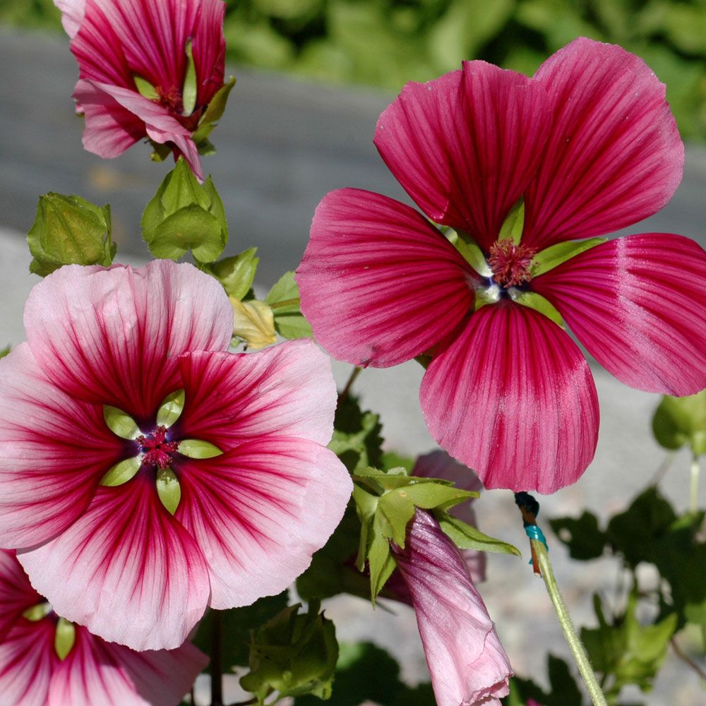 Sommerstokkrose i gruppen Frø / Ettårige blomster hos Impecta Fröhandel (8540)