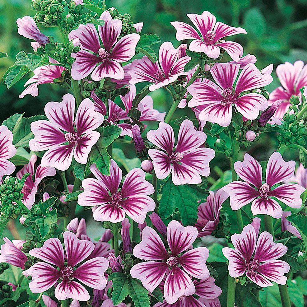 Apotekerkattost 'Zebrina' i gruppen Frø / Ettårige blomster hos Impecta Fröhandel (8543)
