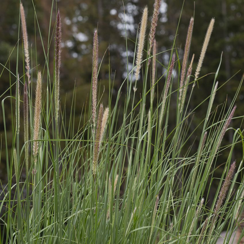 Flaskekostgress 'Tail Feathers' i gruppen Frø / Ettårige blomster hos Impecta Fröhandel (85530)