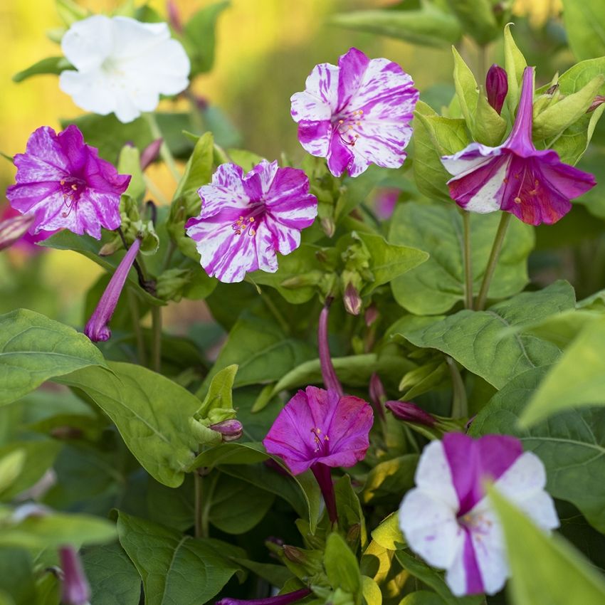 Mirakelblomst 'Marbles White-Red' i gruppen Frø / Ettårige blomster hos Impecta Fröhandel (85710)