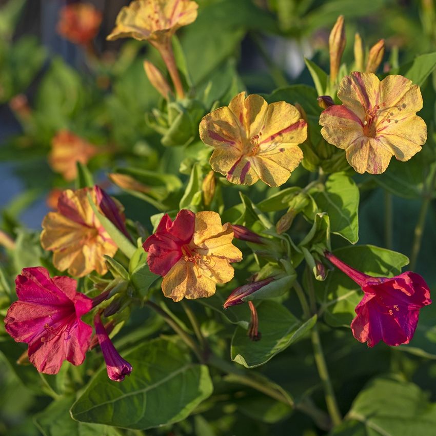 Mirakelblomst 'Marbles Yellow-Red' i gruppen Frø / Ettårige blomster hos Impecta Fröhandel (85712)